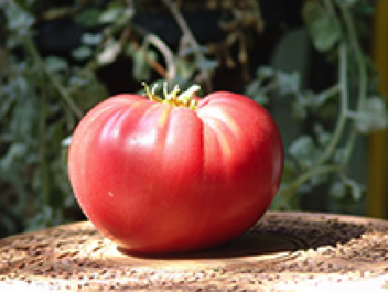 stump of the world heirloom tomato